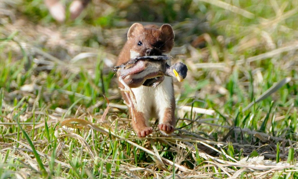 Stoat with chick in mouth
