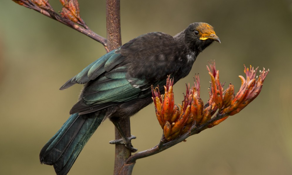 A tui sits on a harakeke (flax) bush, its head covered in pollen from drinking nectar