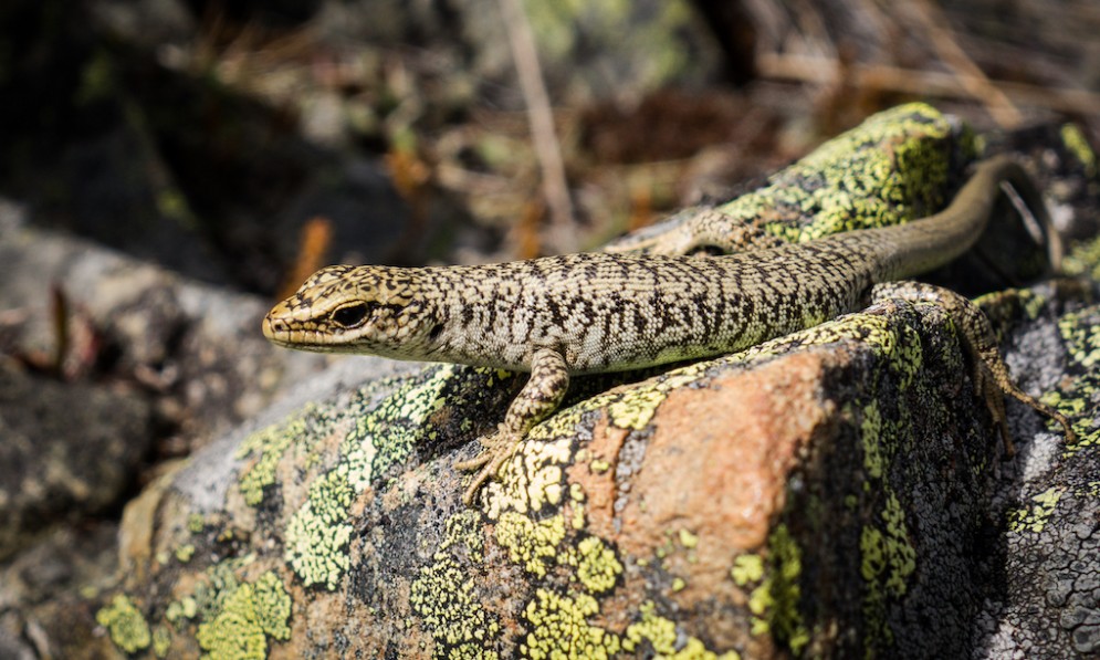 A scree skink basks in the sun on a rock