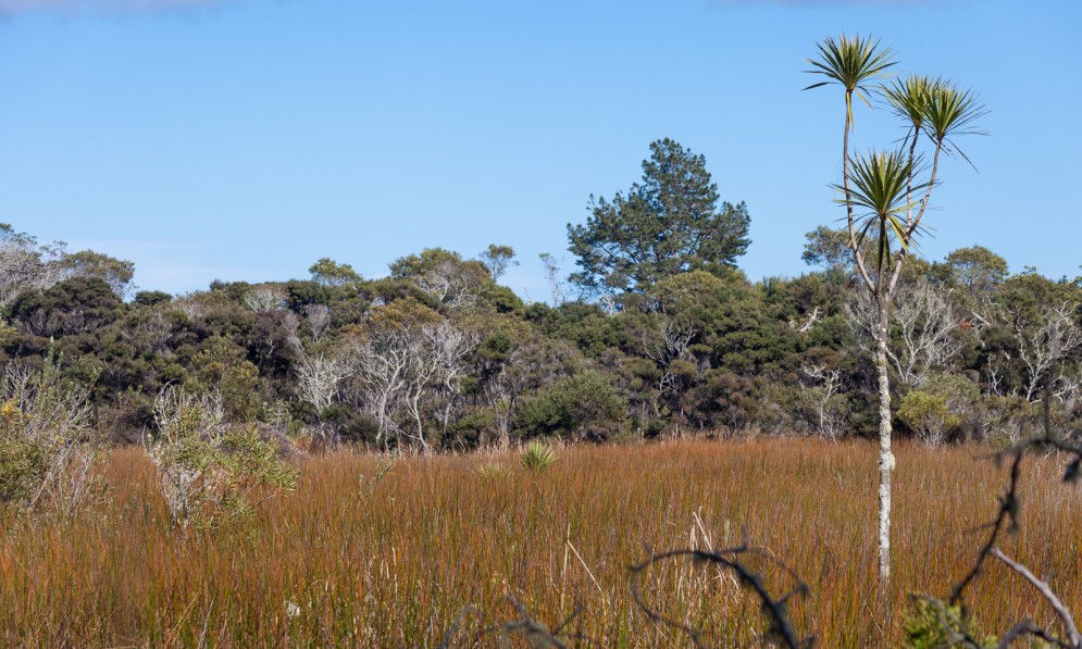 Arethusa Reserve showing native raupō and cabbage tree