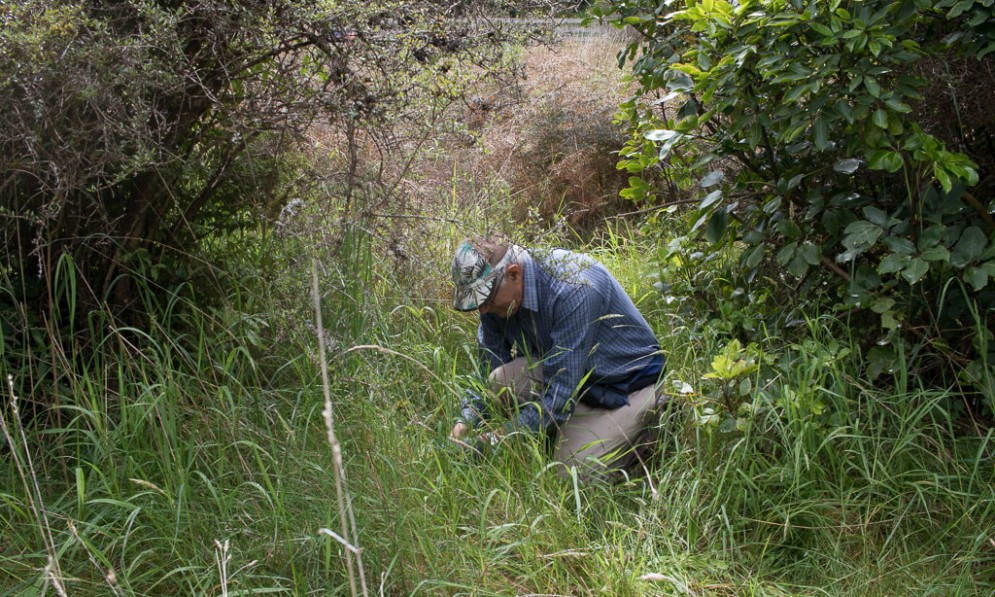 Forest & Bird member removes Sycamore from Conway's Bush