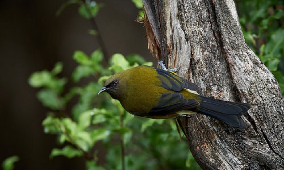 A bellbird sitting on a branch