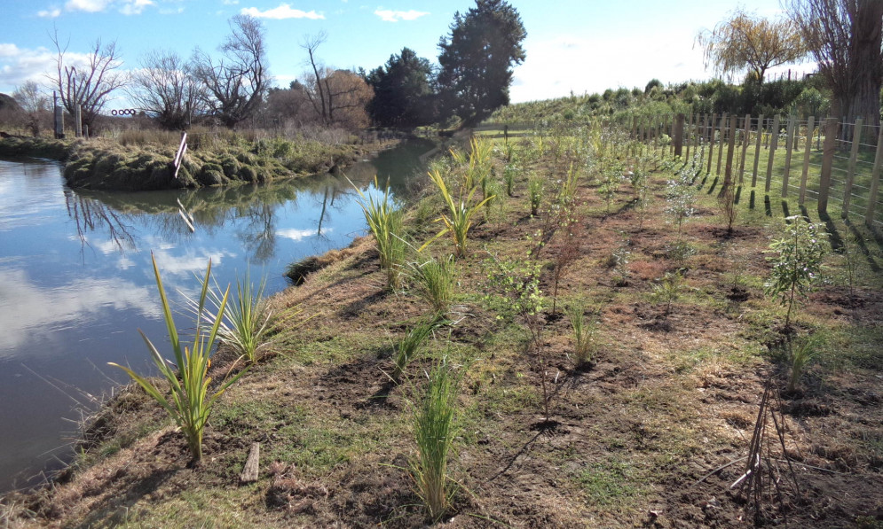 Pukahu stream with recent planting on the riverbank
