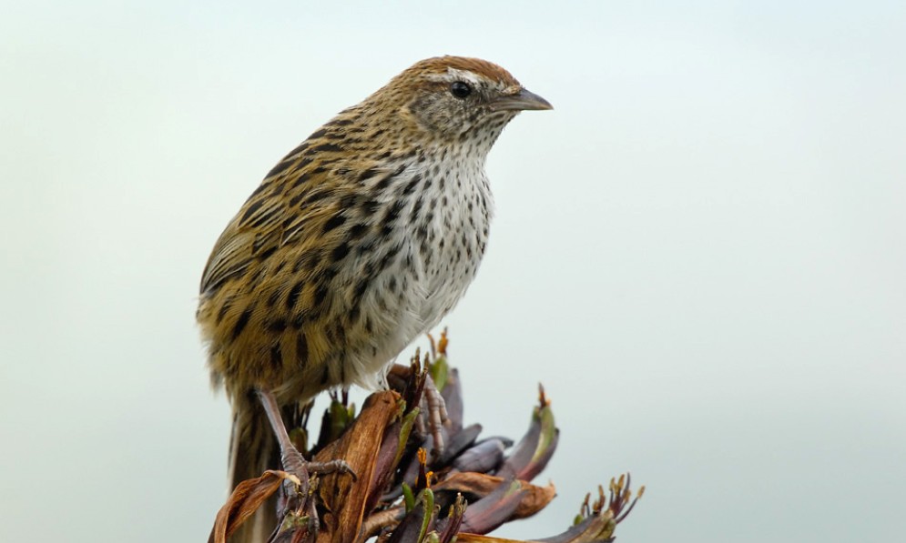 Fernbird sitting on a perch