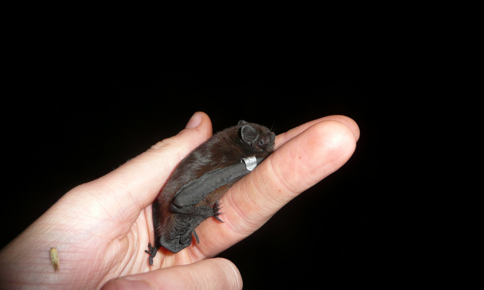 Long-tailed bat in a human hand