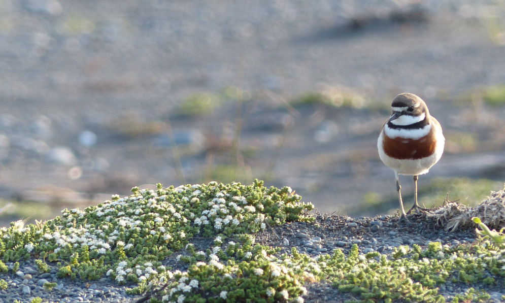Banded dotterel/pohowera standing on a small mound on the beach
