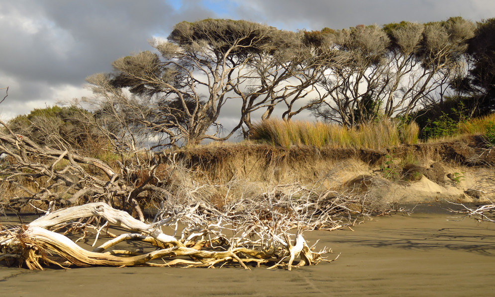 dead kānuka tumble onto the beach of Whangakopikopiko island