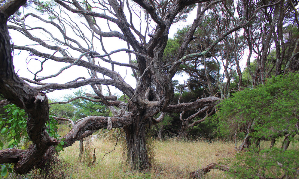 rare Bay of Plenty kānuka branches 