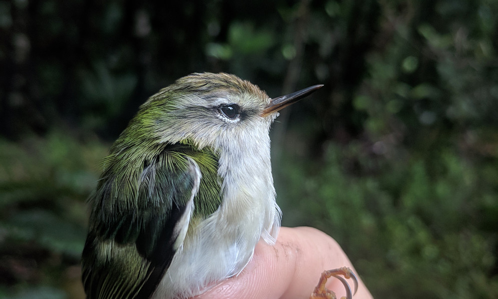 Tiny green bird with a white tummy is held in a scientist's hand with a band on its leg