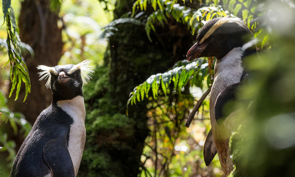 Tawaki/Fiordland crested penguins