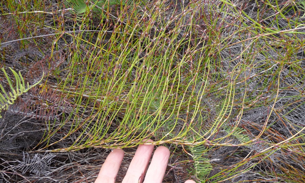 Hand in front of Jointed wire rush, a wetland plant