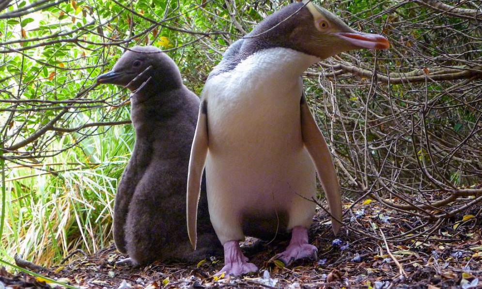 Penguin chick and adult hoiho in the bush in Te Rere reserve