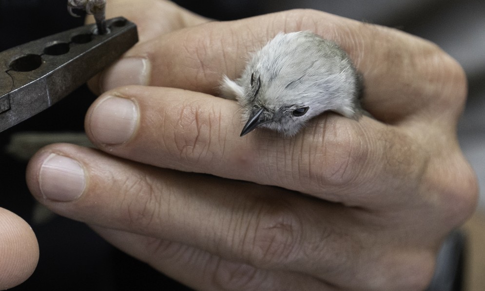 Tiny pōpokotea being banded before release into Bushy Park Tarapuruhi credit Forest & Bird 