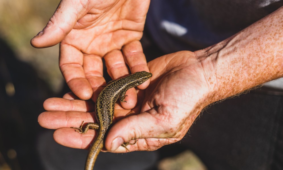 Mokomoko grand skink. Image Carey Knox