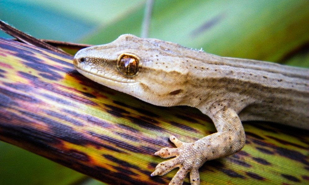 Goldstripe gecko on harakeke flax. Image supplied