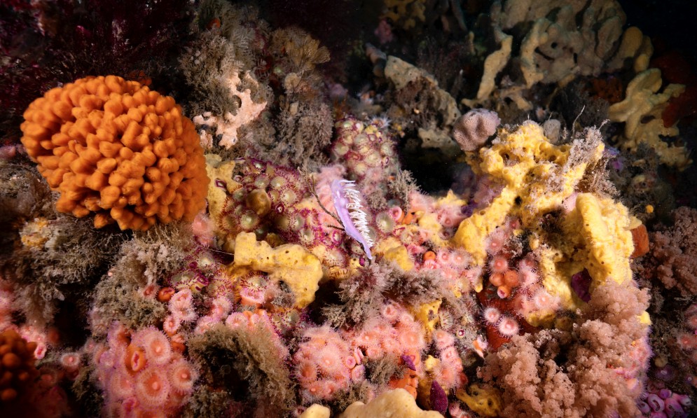 The nudibranch, Jason mirabilis, crawling on the colourful reef. Credit Valerio Micaroni.