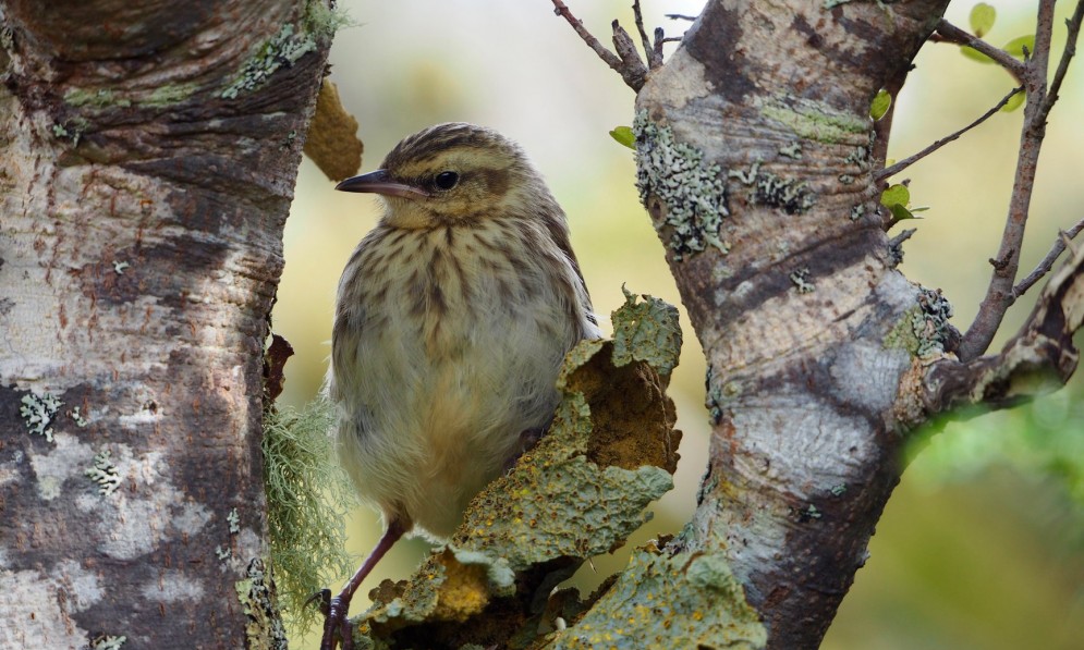 A pihoihoi pipit on a branch