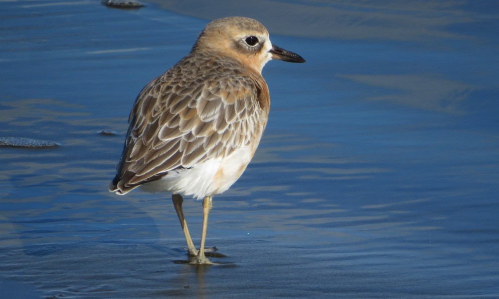 picture of dotterel