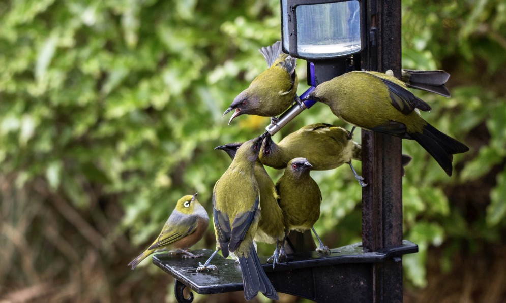 Bellbirds korimako hogging feeder from Silvereye tauhou. Image Oscar Thomas