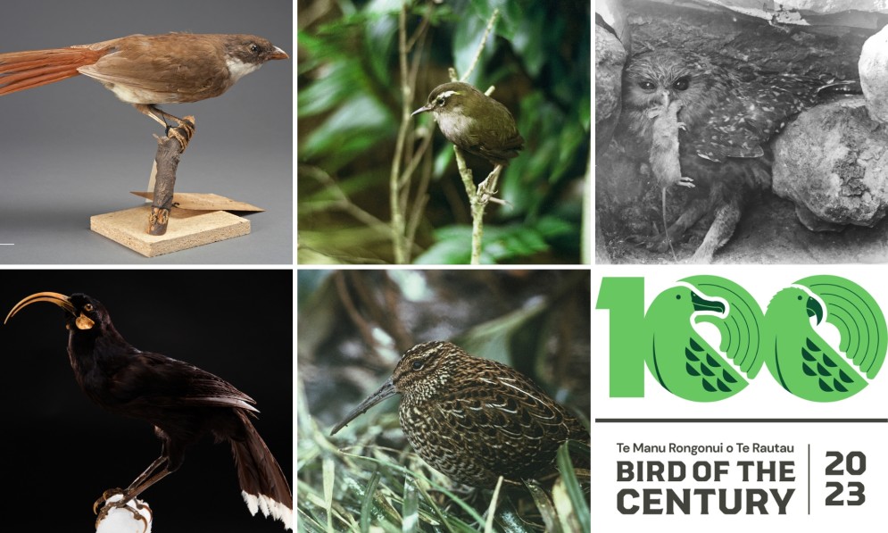 A montage of five extinct birds: three are mounted taxidermy, one is nestled in grass and one is an owl looking at the camera with a rodent in its beak