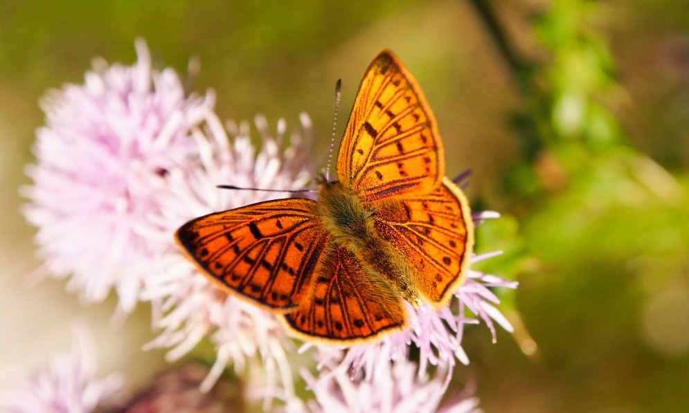 The Moths and Butterflies of New Zealand Trust is having to fundraise to pay for DNA research to better understand pepe para riki, the copper butterfly. Image Angela Moon