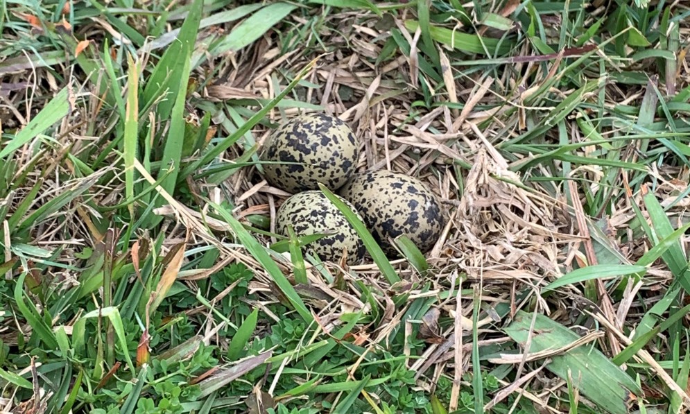 New Zealand dotterel eggs BEFORE being eaten by a hedgehog. Image Pest-free Hibiscus Coast