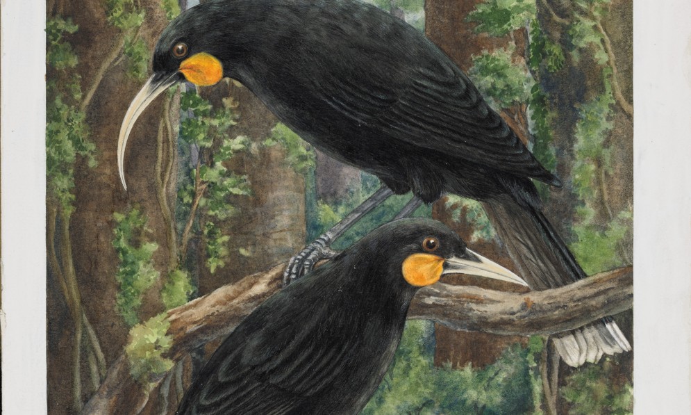 Huia, from original painting commissioned Forest & Bird. Credit Lily Daff. 
