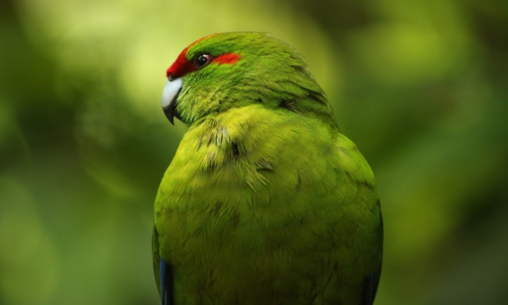 Kākāriki red-crowned parakeet at Zealandia
