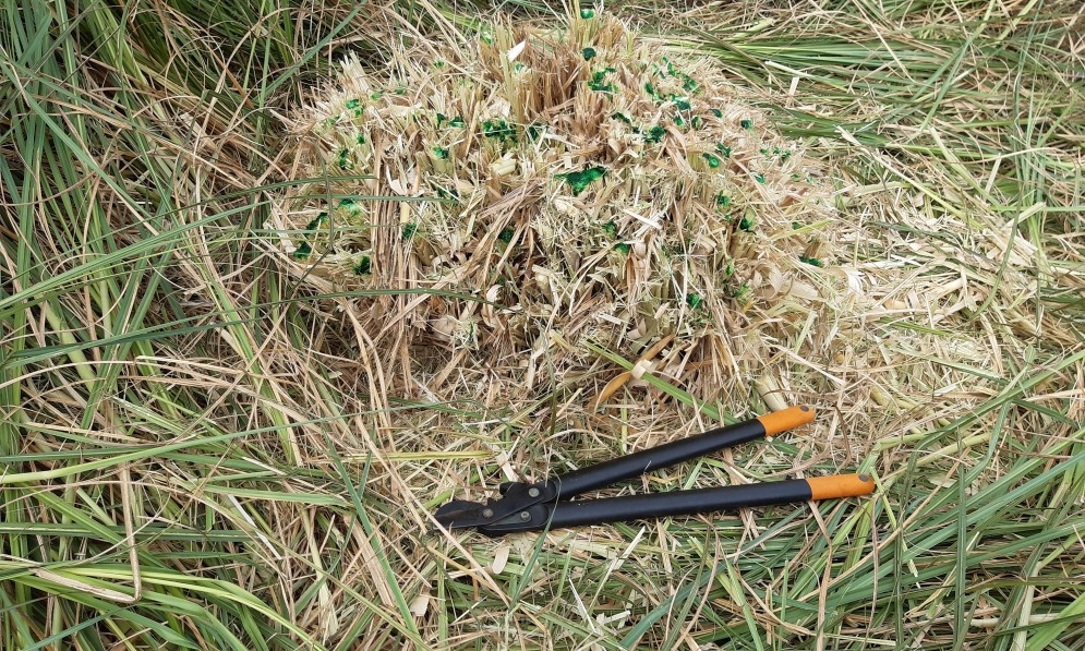 More than 6000 invasive pampas grass were removed. Image supplied.