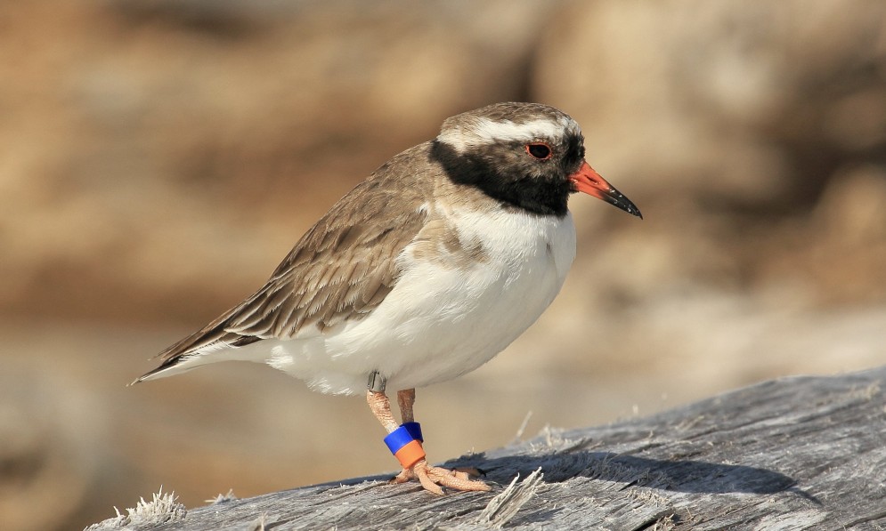 Female tūturuatu with grey face and half red bill. Credit Peter Lo