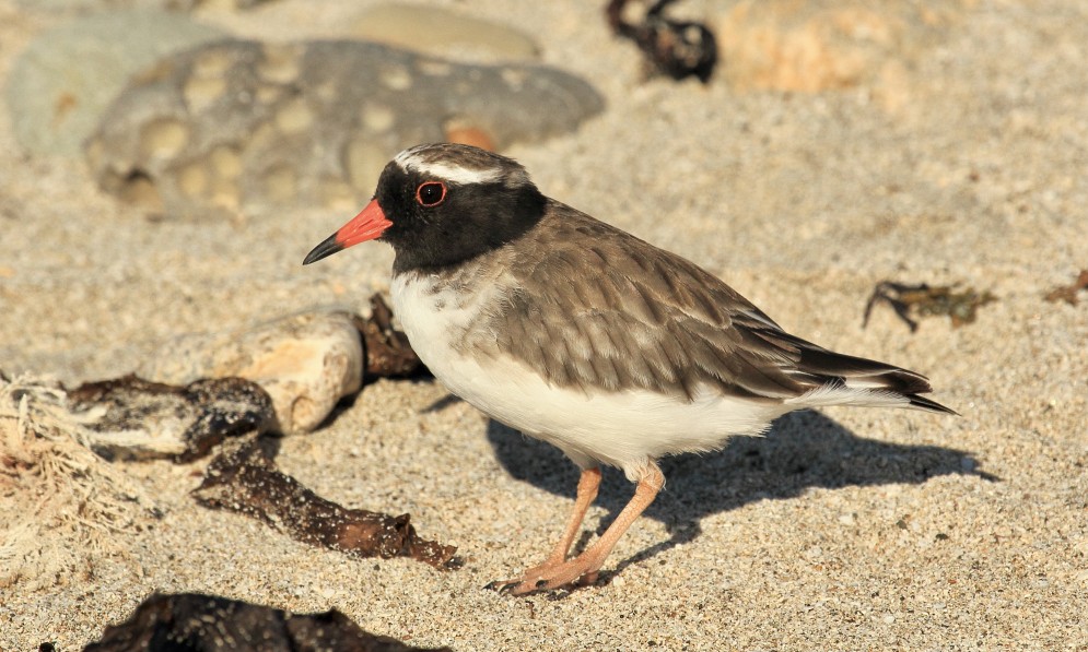 The male shore plover has a black face, and the beak is mostly red. Credit Peter Lo