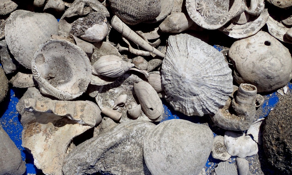 Most of the fossils were ancient seashells. Image Bruce Hayward
