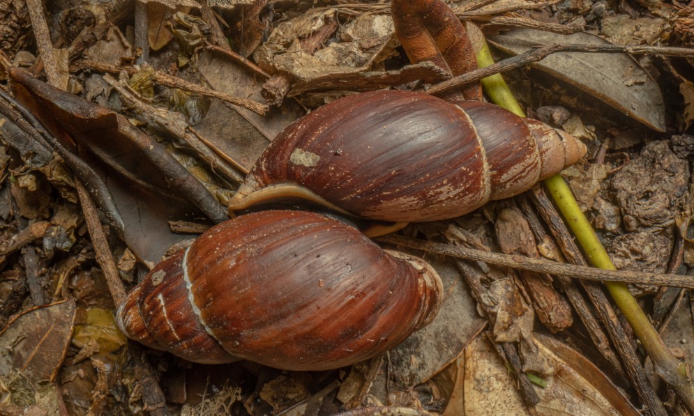 Flax snail Maoristylus hongii. Image Shaun Lee/iNaturalist