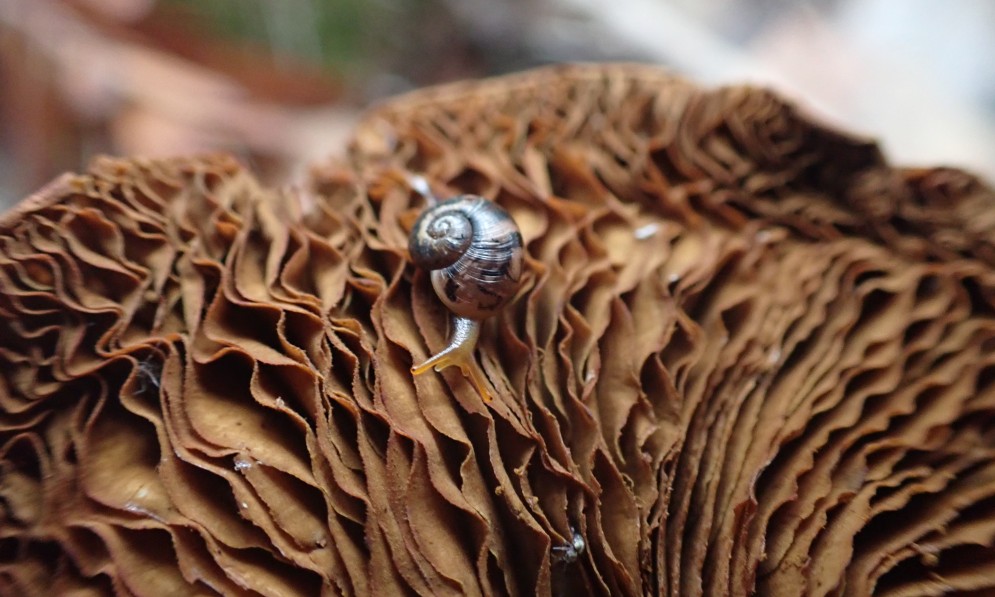 Pūpū rangi kauri snail on kauri cone. Image Ian Preece