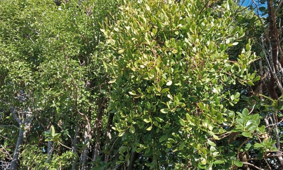 Native green mistletoe