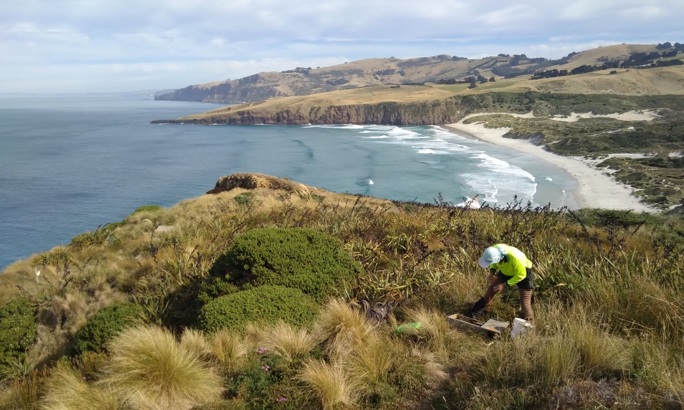 Setting traps at the tītī sooty shearwater  breeding colony, Sandfly Bay, Otago Peninsula. Image Francesca Cunninghame