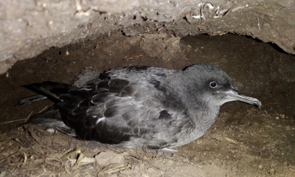 Healthy tītī in burrow before fledging. Image Francesca Cunninghame