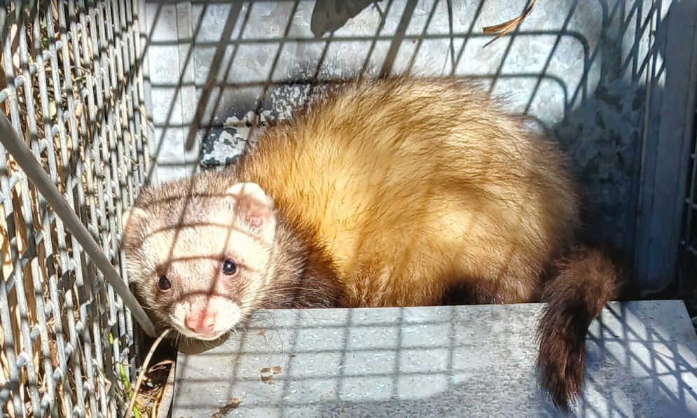 The team caught three of the four ferrets that were terrorising the tītī breeding colony. Image Will Perry