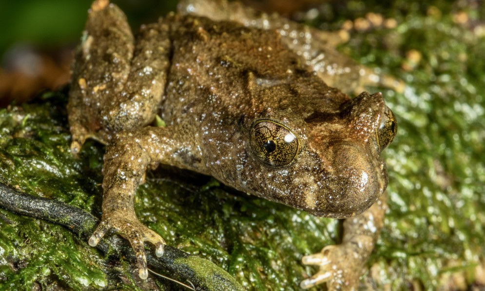 Hochstetter's Frog. Image Shaun Lee