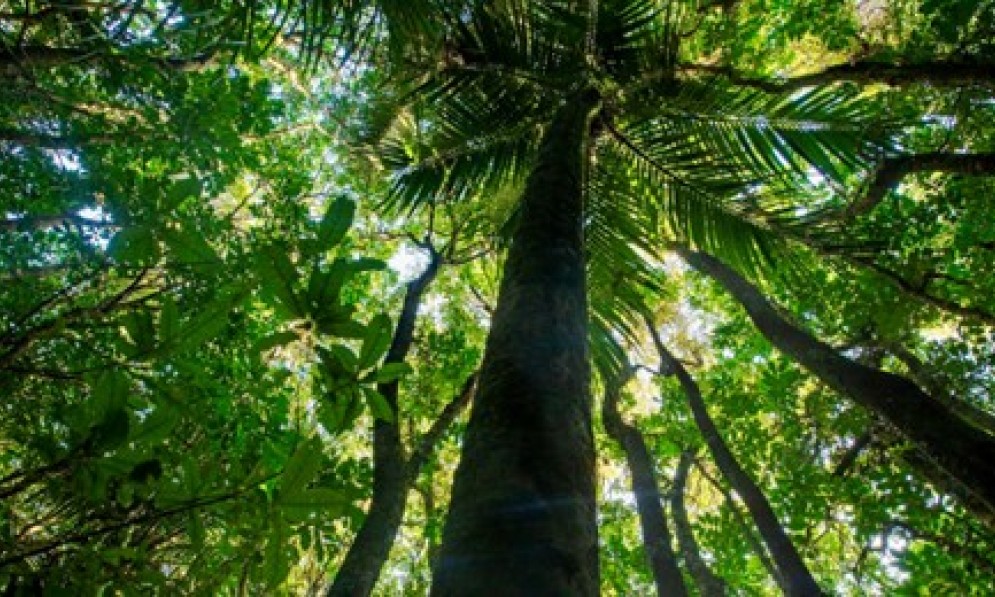Looking up a tall nikau in the middle of Field Reserve