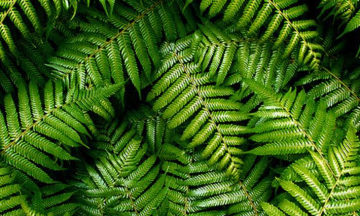 Close up of green native ferns overlapping each other.