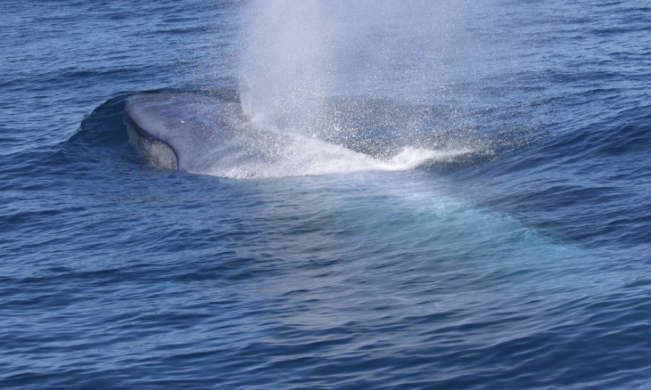 A blue whale breaches the surface off the coast of Taranaki