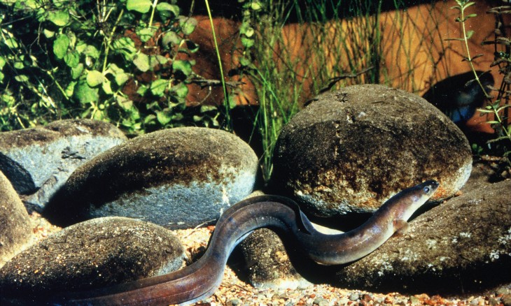 Longfin Eel