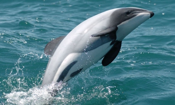 Maui's dolphin jumping out of water.