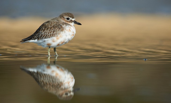 New Zealand dotterel standing in river