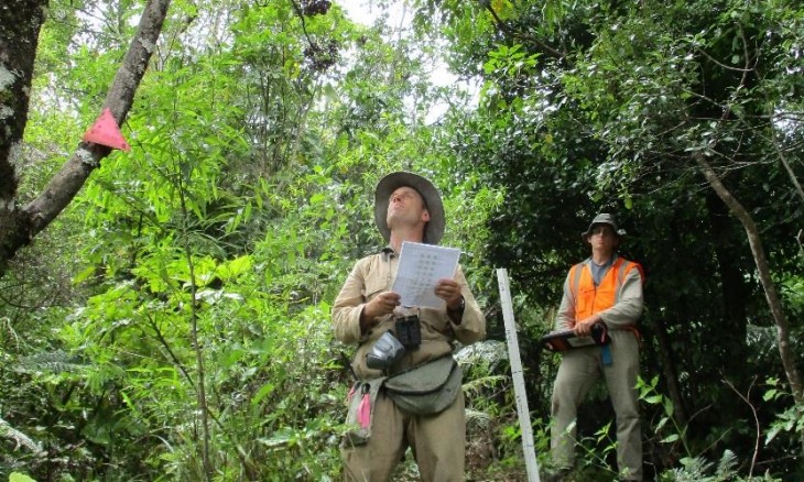 Counting mistletoe plants in Tikitapu Scenic Reserve