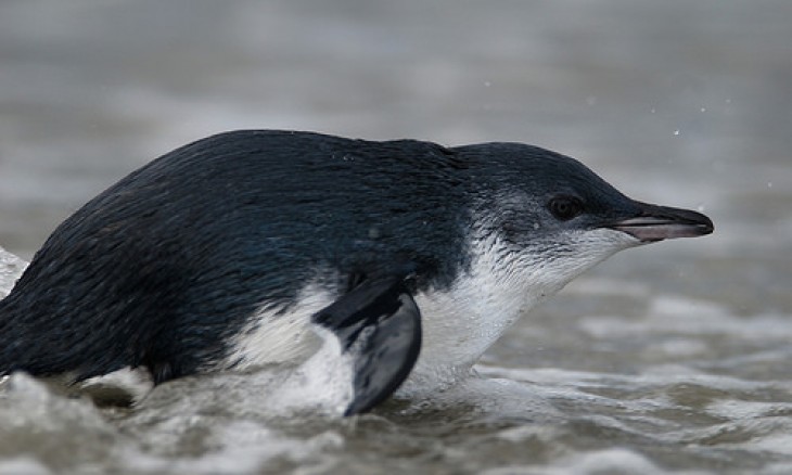 Little blue penguin