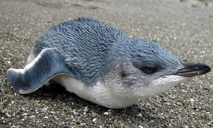 Little blue penguin on the shore