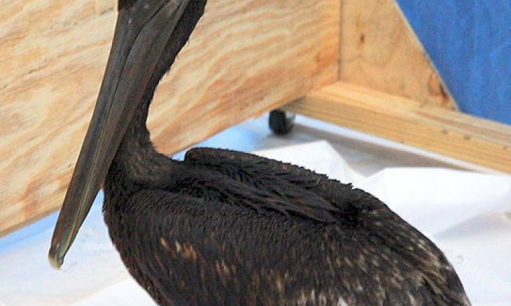 Oiled brown pelican before cleaning
