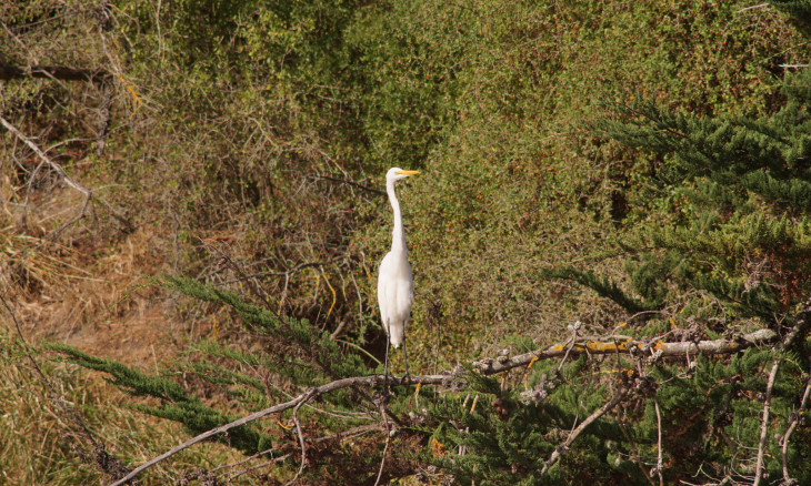 White Heron on branch with boxthorn weeds in background